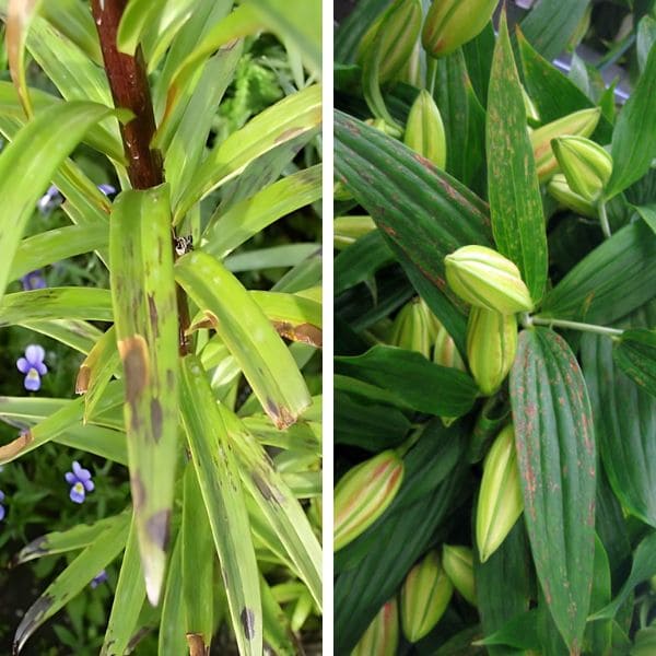 Diseases of Asiatic Lilies