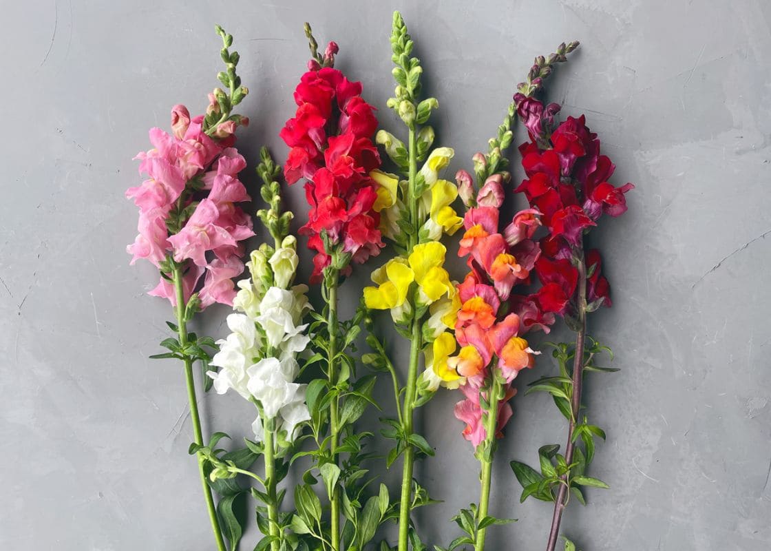 Do Snapdragons Come Back Every Year?