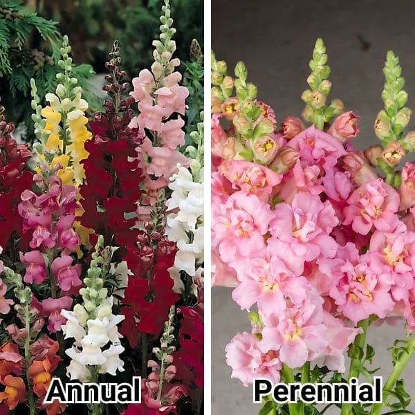 Do Snapdragons Come Back Every Year?