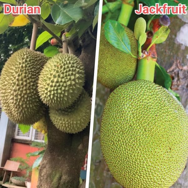 Durian and Jackfruit