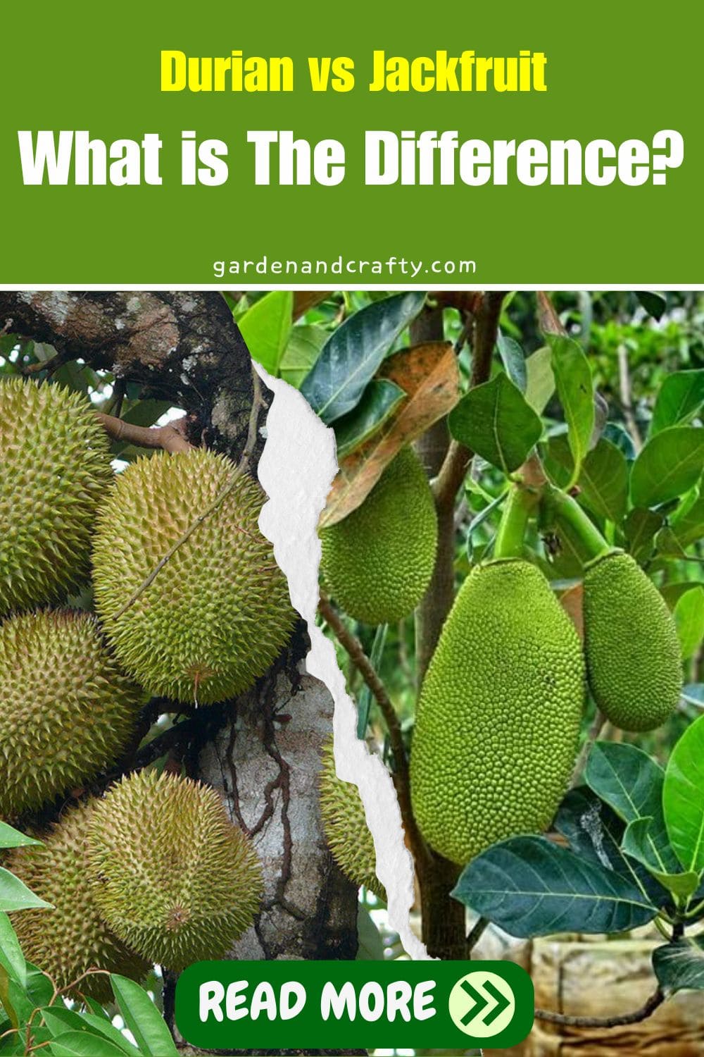 Durian vs Jackfruit: What is The Difference?