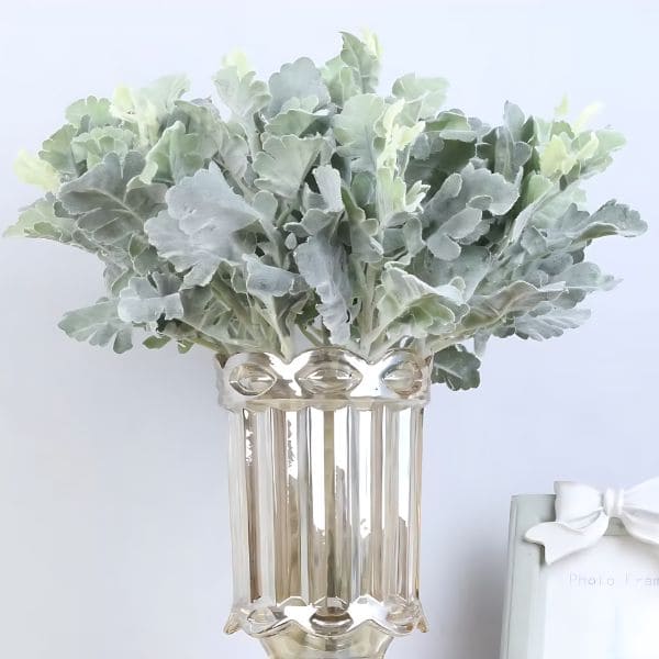 Dusty Miller