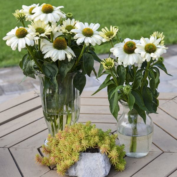 Echinacea in Vase