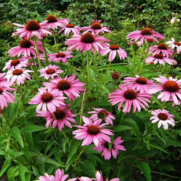 Echinacea