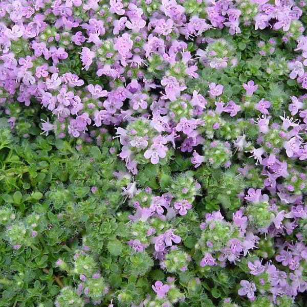 Elfin Creeping Thyme