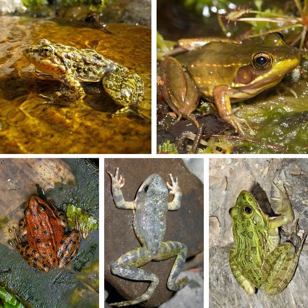 Endangered Varieties of Frogs