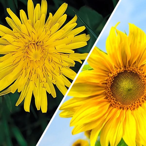 Family and Flower Structure