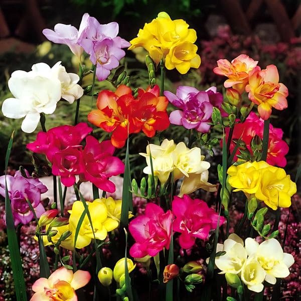 Freesias