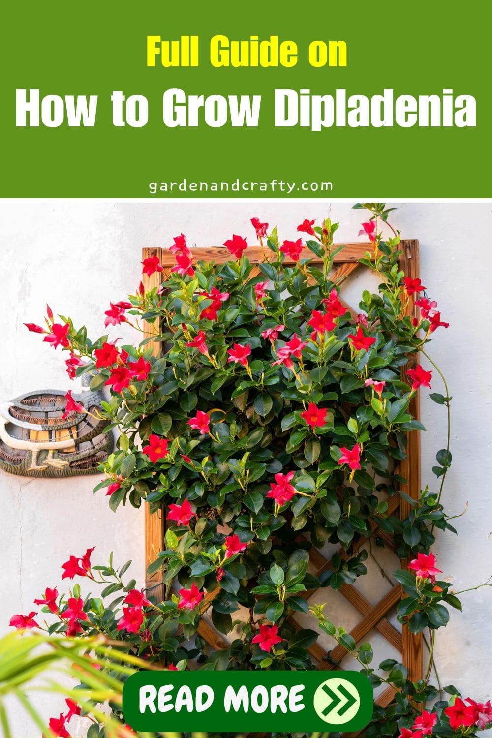 Full Guide on How to Grow Dipladenia