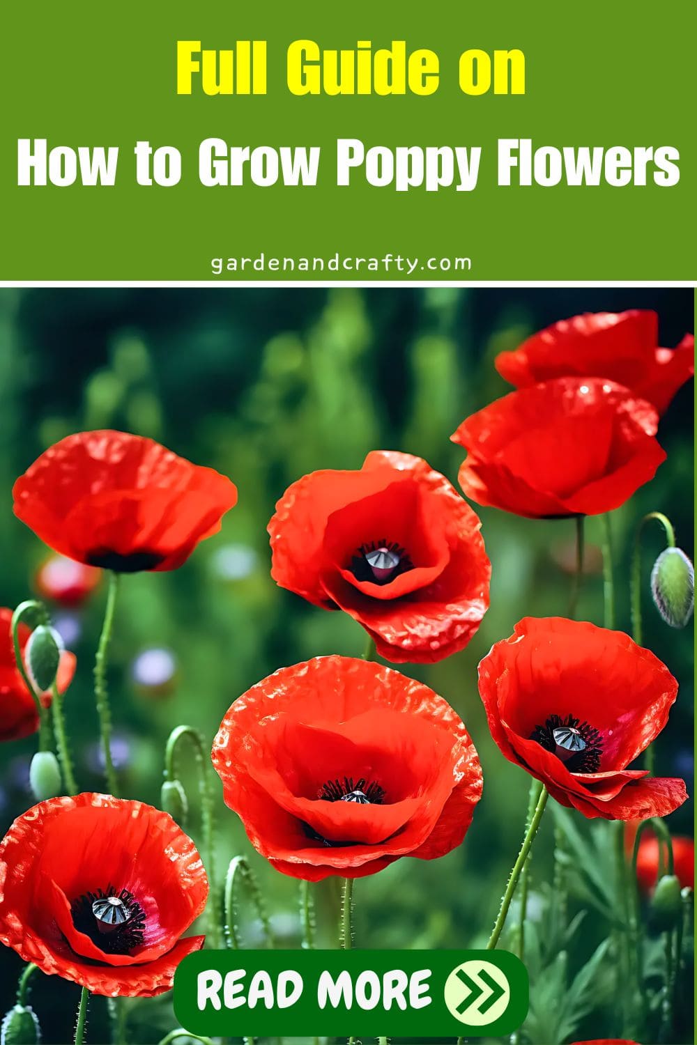 Full Guide on How to Grow Poppy Flowers