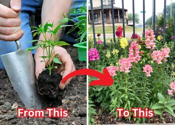 How to Grow Snapdragons Full Guide on How to Grow Snapdragons