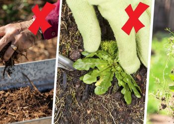 How To Keep Weeds Out Of Garden Effectively Garden Weeds