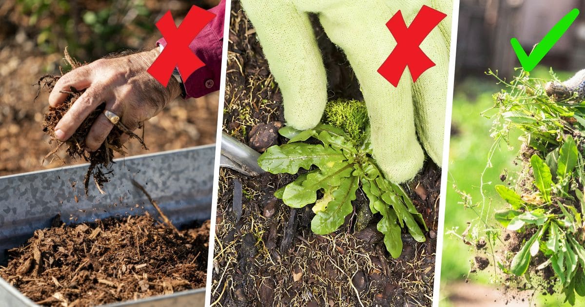 How To Keep Weeds Out Of Garden Effectively