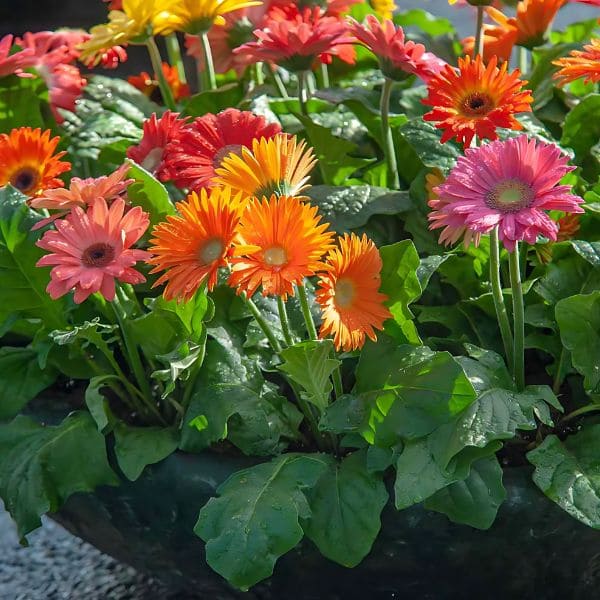 Gerbera Daisies