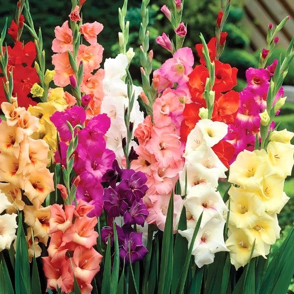 Gladiolus