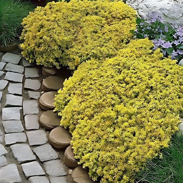 Golden Creeping Thyme