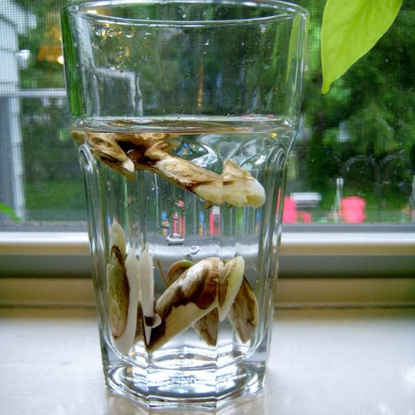 Growing A Mango Seed In Water