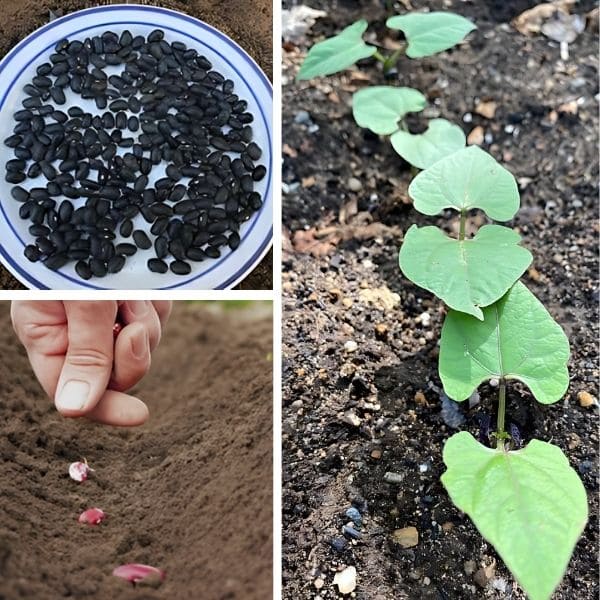 Growing Black Beans From Seeds