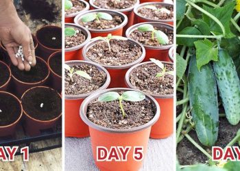 10 Stages of Planting Cucumbers Successfully Growing Cucumbers