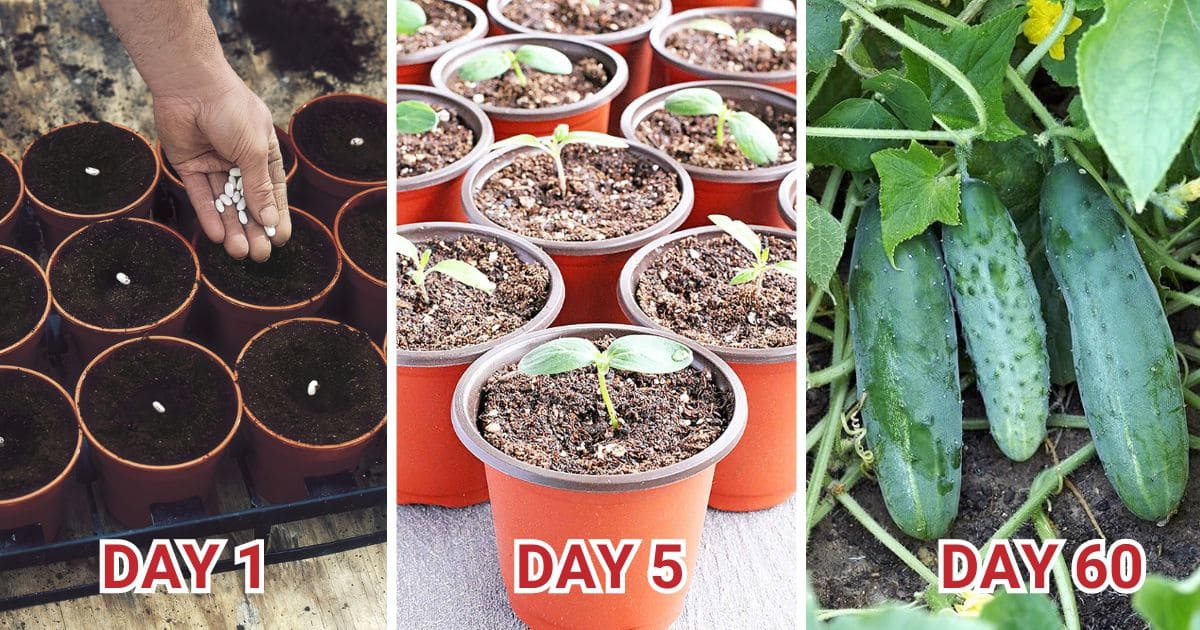10 Stages of Planting Cucumbers Successfully
