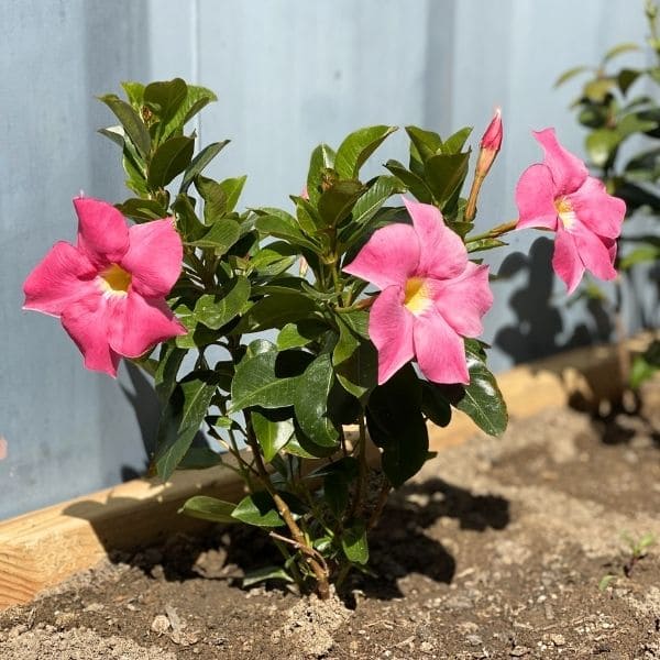 Growing Dipladenia In The Ground