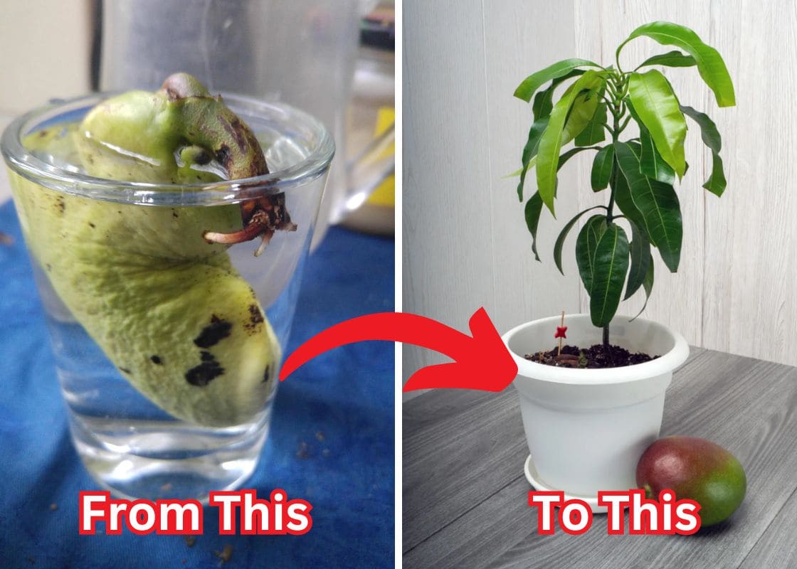 How To Grow A Mango Seed In Water