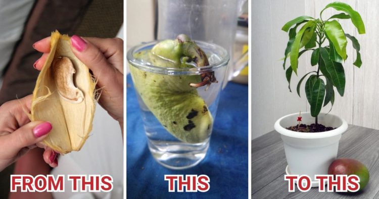 Growing Guide A Mango Seed In Water