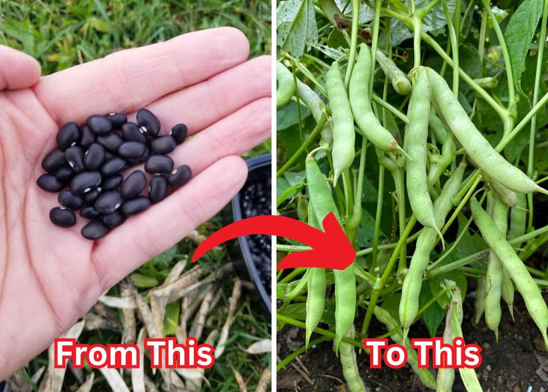 How to Grow Black Beans In The Garden