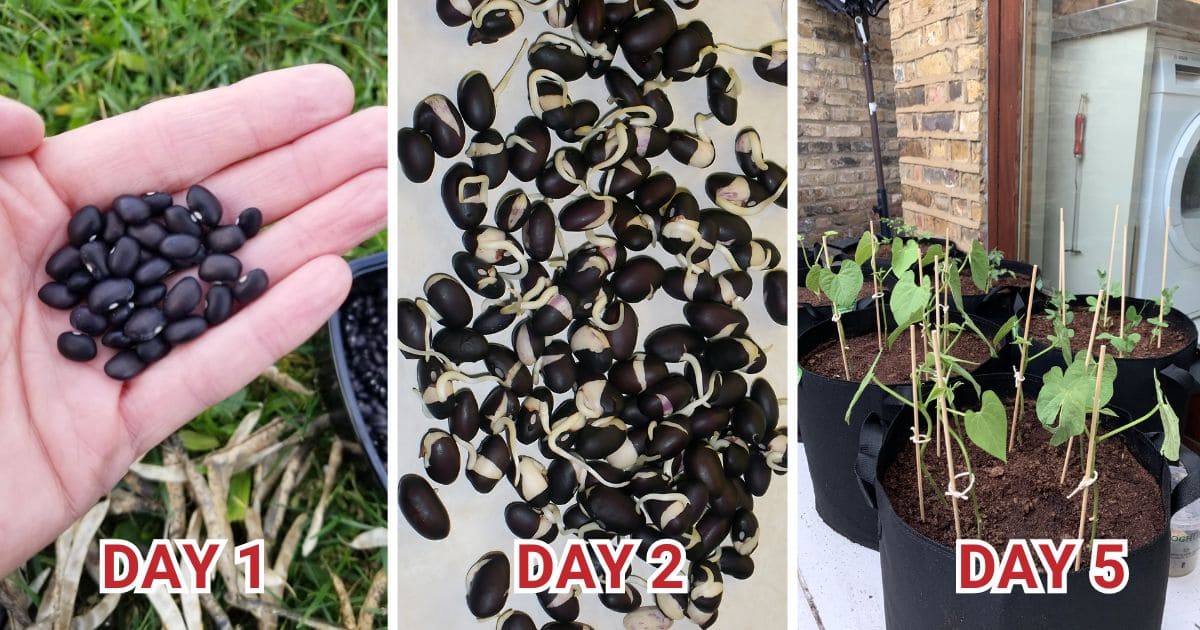 How to Grow Black Beans In The Garden