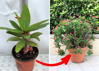 How to Grow Crown of Thorns Plant Growing Guide Crown of Thorns Plant