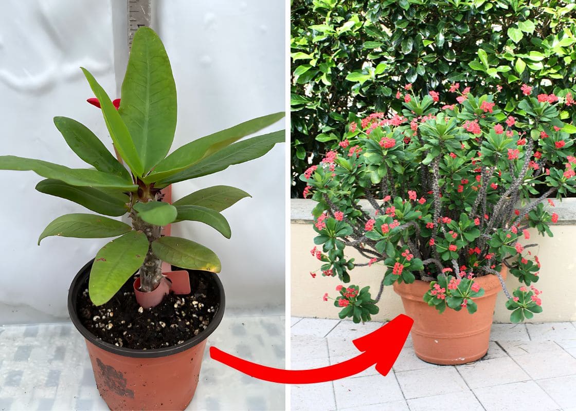 How to Grow Crown of Thorns Plant