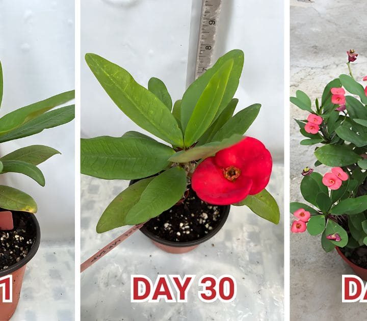 How to Grow Crown of Thorns Plant