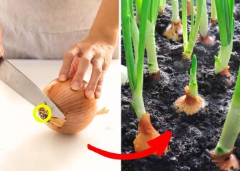 How To Grow Onions From Onions Growing Guide Onions From Onions