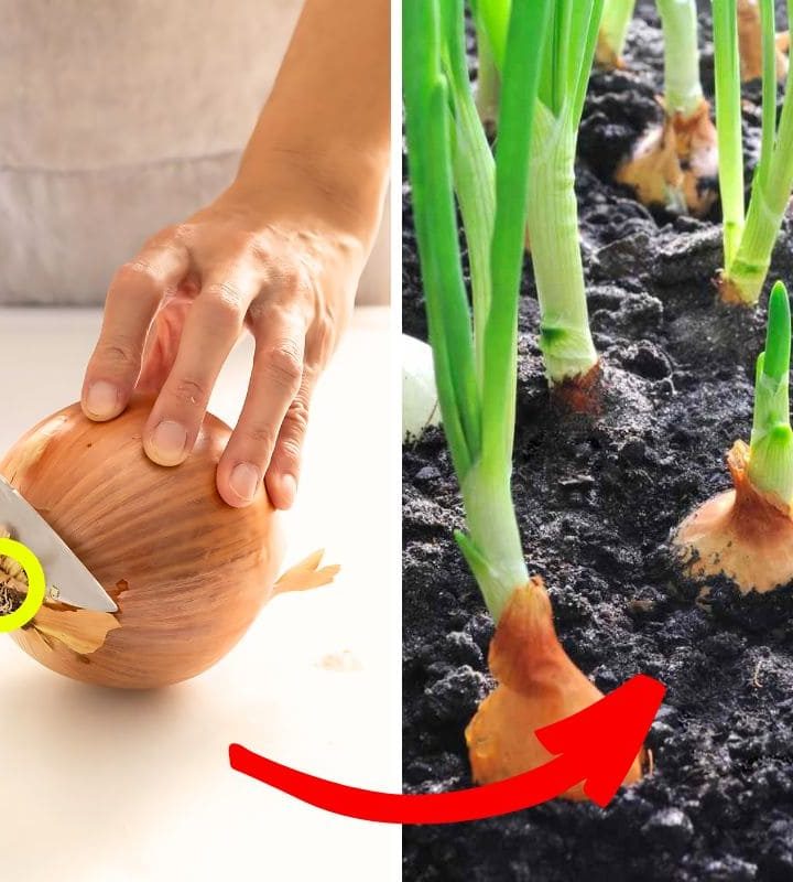 How To Grow Onions From Onions