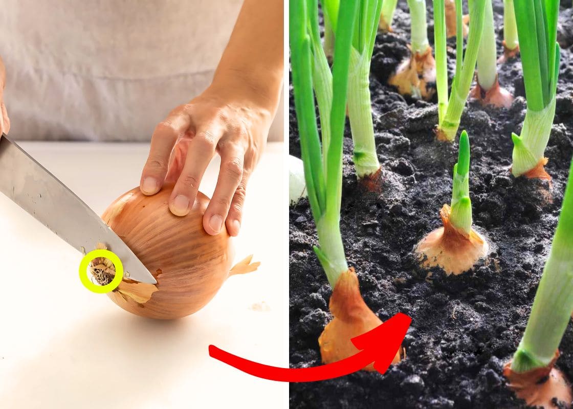 How To Grow Onions From Onions