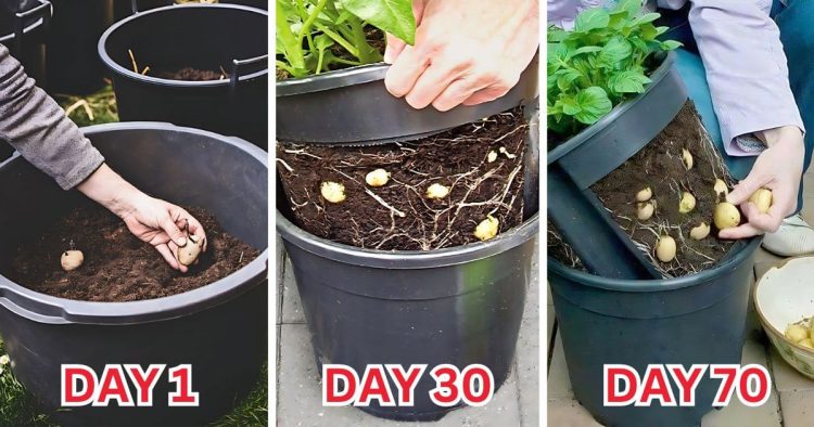 Growing Guide Potatoes In A Container
