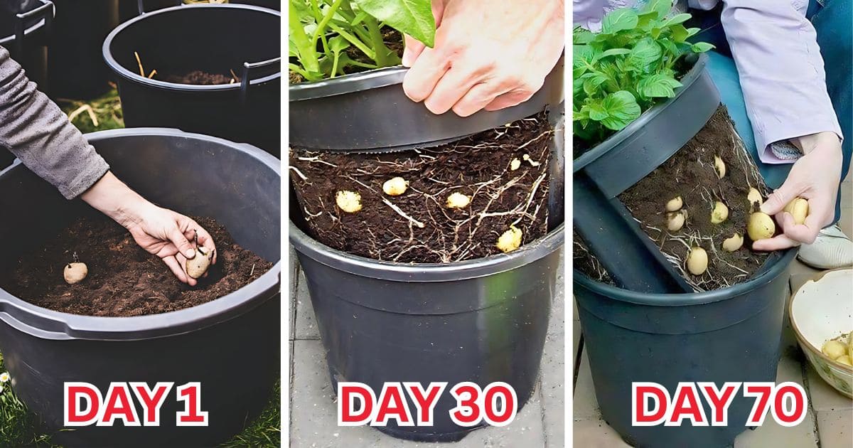 How To Grow Potatoes In A Container