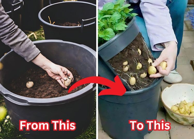 Growing Guide Potatoes In A Container