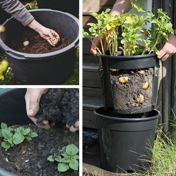 Growing Potatoes In A Container