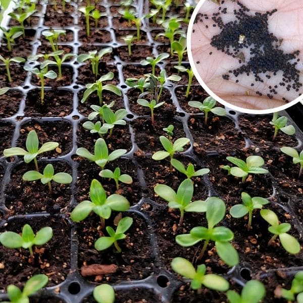Growing Snapdragons From Seeds