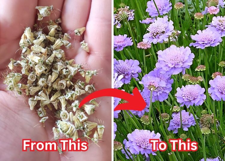 Guide on Growing Scabiosa