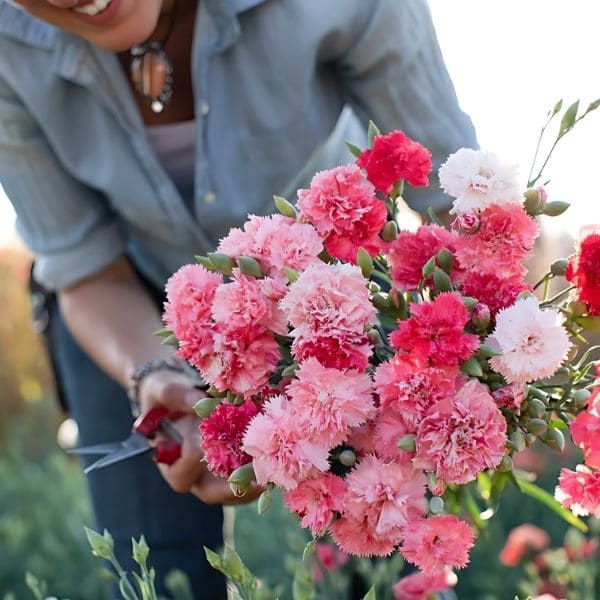 Harvest fresh carnation flowers