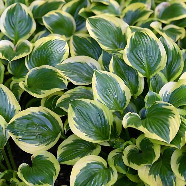 Hosta