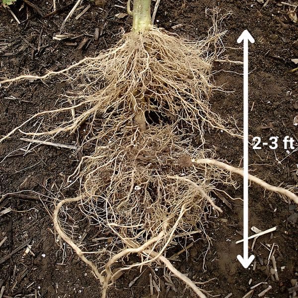 How Deep Do Tomato Roots Grow?