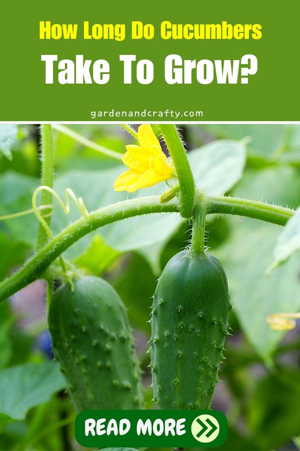 How Long Do Cucumbers Take To Grow?