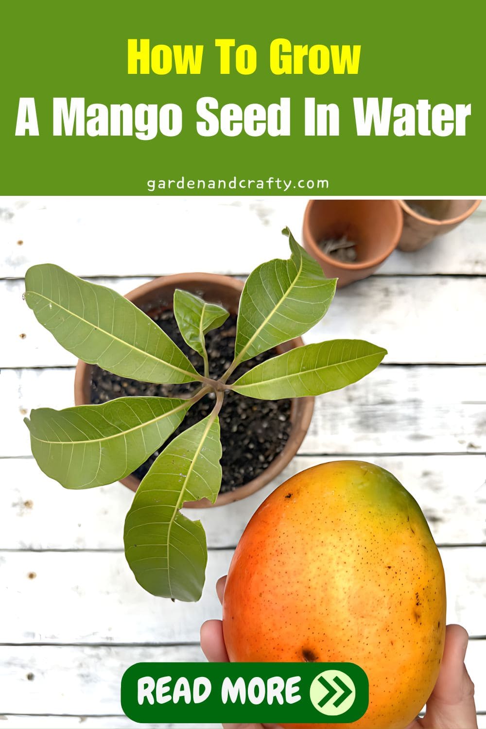 How To Grow A Mango Seed In Water