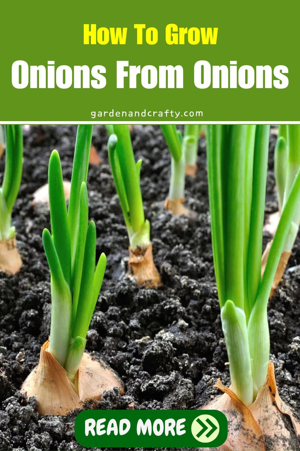 How To Grow Onions From Onions