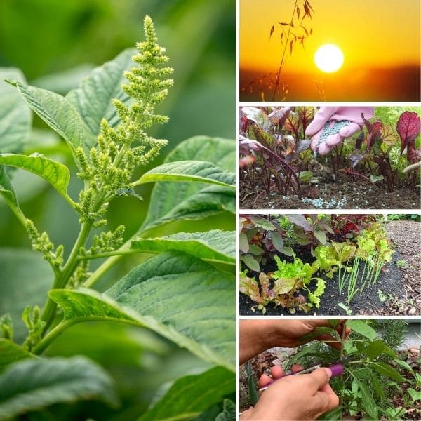 How to Care for Amaranth Plant