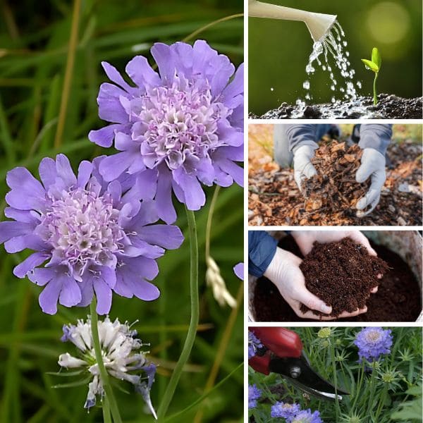 How to Care for Scabiosa