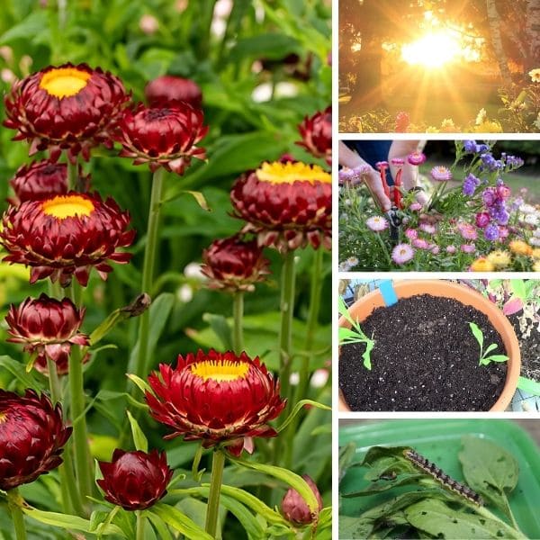 How to Care for Strawflowers
